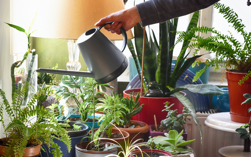 Indoor and Outdoor Gardening Ideas